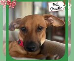 Small Photo #3 Dachshund-Unknown Mix Puppy For Sale in San Antonio, TX, USA