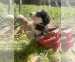 Small Photo #21 Australian Shepherd Puppy For Sale in FARMVILLE, VA, USA