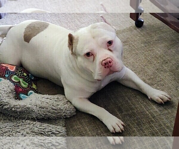 Medium Photo #1 American Bully Puppy For Sale in COUDERSPORT, PA, USA
