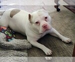 Small Photo #1 American Bully Puppy For Sale in COUDERSPORT, PA, USA