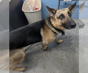 Kaiser - Male German Shepherd Dog Dog for Adoption - Photo #3