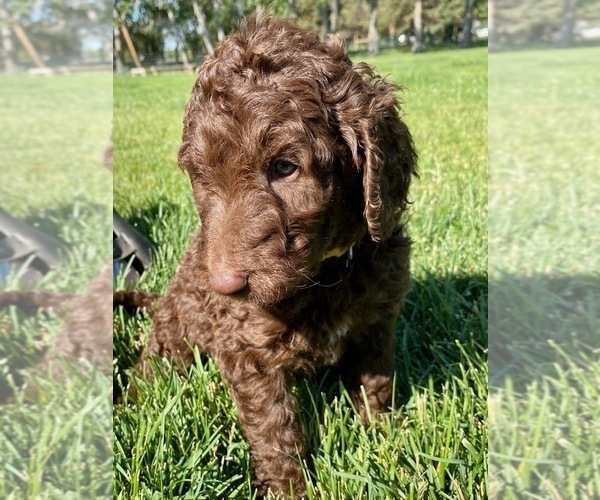 Medium Photo #1 Labradoodle-Poodle (Standard) Mix Puppy For Sale in REXBURG, ID, USA