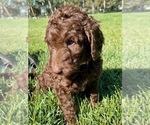 Small Photo #1 Labradoodle-Poodle (Standard) Mix Puppy For Sale in REXBURG, ID, USA