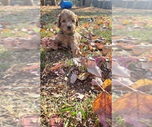 Goldendoodle (Miniature) Puppy for sale in HICKORY, NC, USA