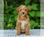 Small #4 Goldendoodle (Miniature)
