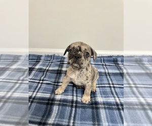 French Bulldog Puppy for sale in CHARLESTON, SC, USA