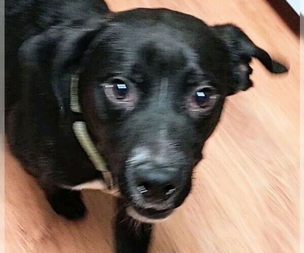 Medium Photo #3 Labrador Retriever-Unknown Mix Puppy For Sale in Boston, MA, USA