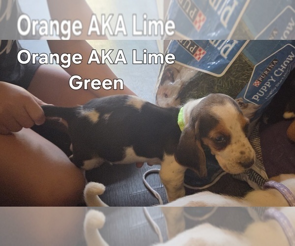 Medium Photo #5 Basset Hound Puppy For Sale in PORTLAND, TN, USA
