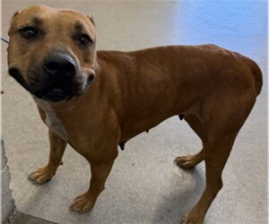 Mutt Dogs for adoption in San Bernardino, CA, USA