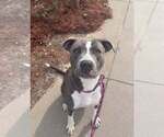 Small Photo #2 Mutt Puppy For Sale in Rowlett, TX, USA