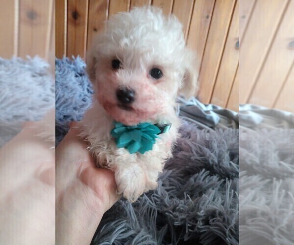 Medium Photo #2 Mal-Shi-Poodle (Toy) Mix Puppy For Sale in WOBURN, MA, USA