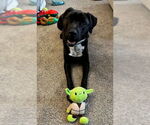 Small #17 Boxer-Brittany Mix