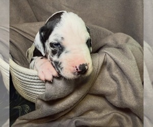 Medium Great Dane