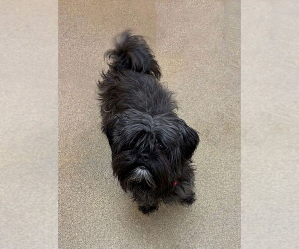 Medium Photo #2 Shih Tzu Puppy For Sale in Sayreville, NJ, NJ, USA