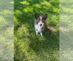 Small #5 Mutt