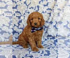 Goldendoodle (Miniature) Puppy for sale in CHRISTIANA, PA, USA