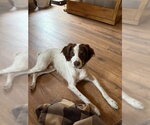 WI/Griff - Male Brittany Dog for Adoption - Small photo