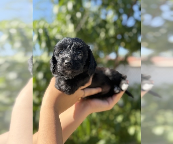 Medium Photo #1 Mauxie Puppy For Sale in RIVERSIDE, CA, USA
