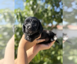 Mauxie Puppy for sale in RIVERSIDE, CA, USA