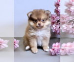 Image preview for Ad Listing. Nickname: Promise