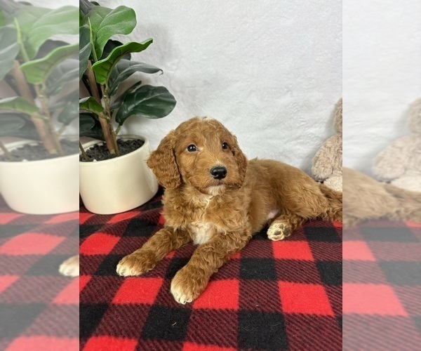 Medium Photo #2 Goldendoodle (Miniature) Puppy For Sale in GREENFIELD, IN, USA