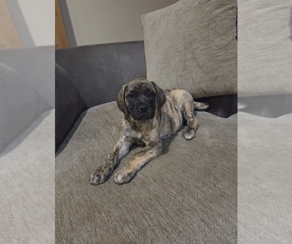 Medium Photo #15 Mastiff Puppy For Sale in WALNUT COVE, NC, USA