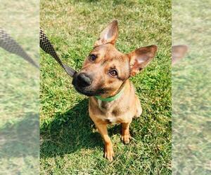 German Shepherd Dog-Unknown Mix Dogs for adoption in Louisville, KY, USA