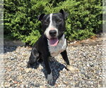 Small #1 American Staffordshire Terrier