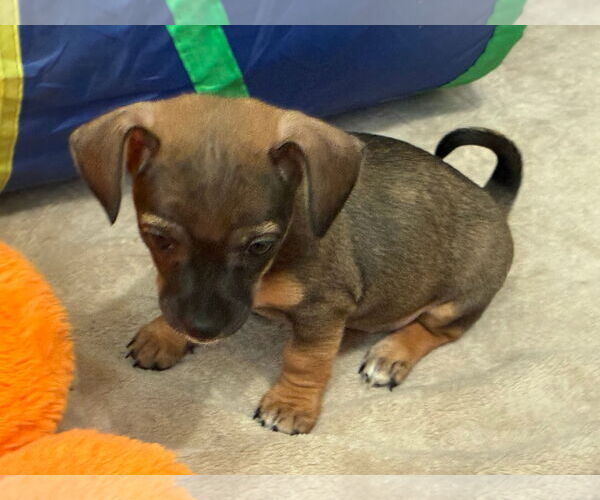 Medium Photo #3 Chiweenie Puppy For Sale in Minneapolis, MN, USA