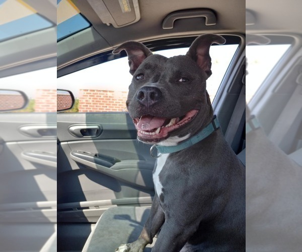 Medium Photo #1 American Pit Bull Terrier Puppy For Sale in DELAWARE, OH, USA