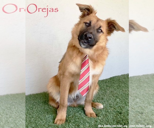 Medium Photo #4 Mutt Puppy For Sale in San Diego, CA, USA