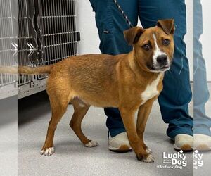 Mutt Dogs for adoption in Washington, DC, USA