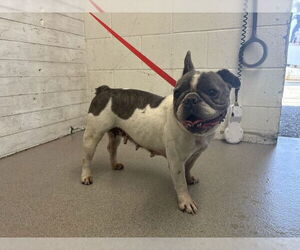 French Bulldog Dogs for adoption in San Bernardino, CA, USA