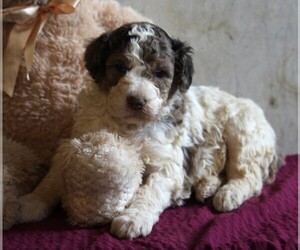 Poodle (Standard) Puppy for sale in FREDERICKSBURG, OH, USA