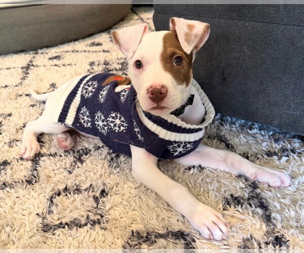 Medium Photo #1 Mutt Puppy For Sale in Clarkston, MI, USA