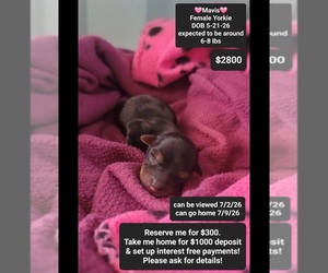 Yorkshire Terrier Puppy for sale in TUCSON, AZ, USA