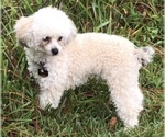 Small Photo #1 Poodle (Toy) Puppy For Sale in GRAY, LA, USA