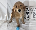Grover - Male Golden Retriever Puppy for Sale - Photo #4
