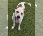 Small Pointer Mix