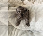 Puppy Puppy 7 Poodle (Miniature)