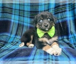 Small #3 Miniature Australian Shepherd