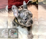 Small Photo #31 French Bulldog Puppy For Sale in BUCKS BAR, CA, USA