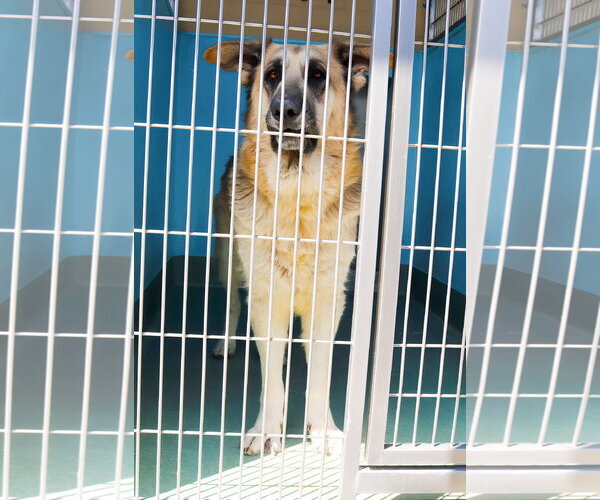 Medium Photo #1 German Shepherd Dog-Unknown Mix Puppy For Sale in Pasadena, CA, USA