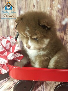 Medium Photo #11 Pomsky Puppy For Sale in ANDOVER, MN, USA
