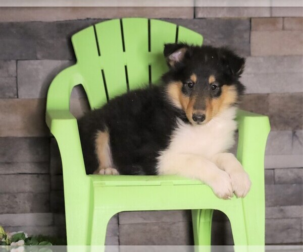 Medium Photo #2 Collie Puppy For Sale in FREDERICKSBG, OH, USA