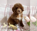 Small #17 Goldendoodle (Miniature)