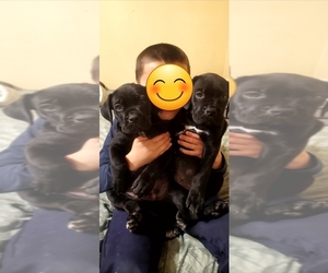Cane Corso Puppy for Sale in LAS VEGAS, Nevada USA