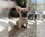 Small #2 French Bulldog