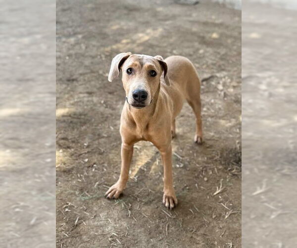 Medium Photo #1 Doberman Pinscher-Unknown Mix Puppy For Sale in Riverside, CA, USA