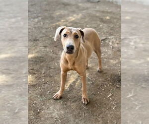 Doberman Pinscher-Unknown Mix Dogs for adoption in Riverside, CA, USA